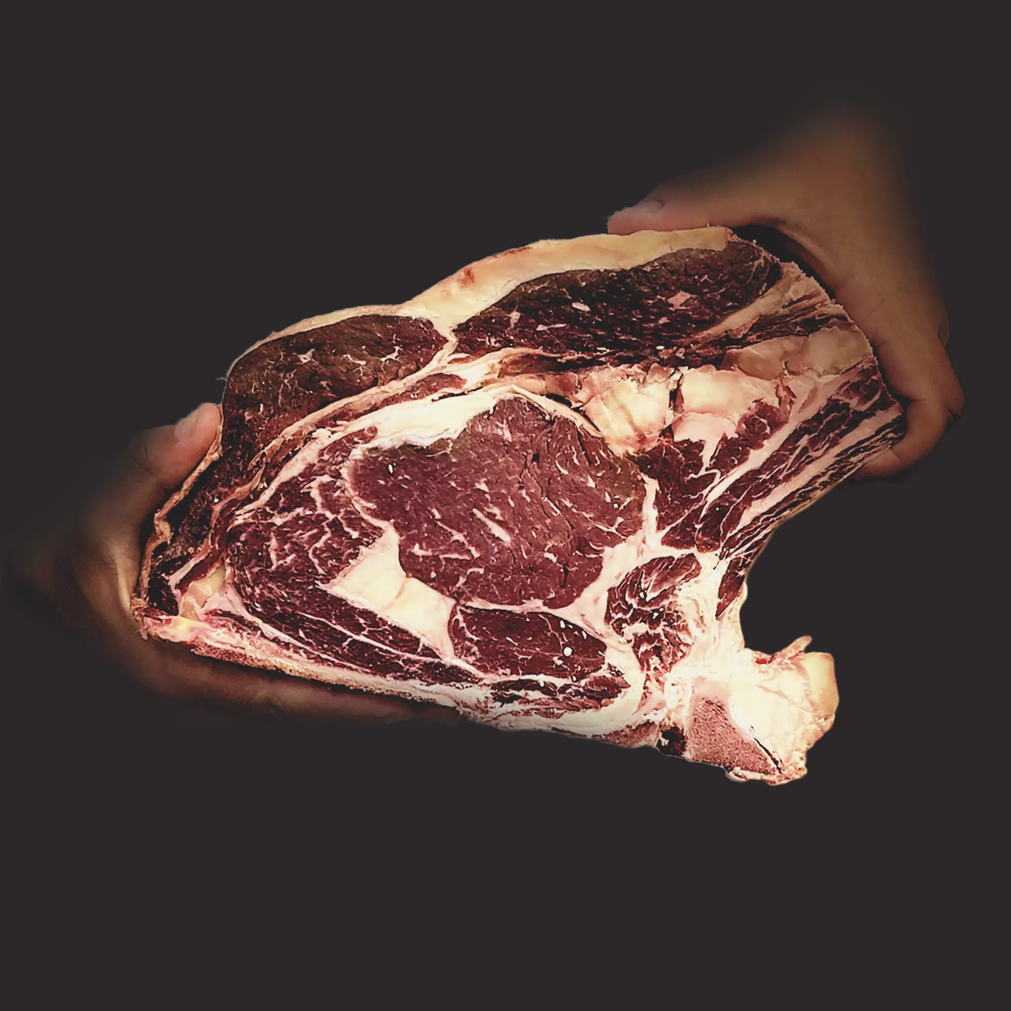 Race bovine Angus
