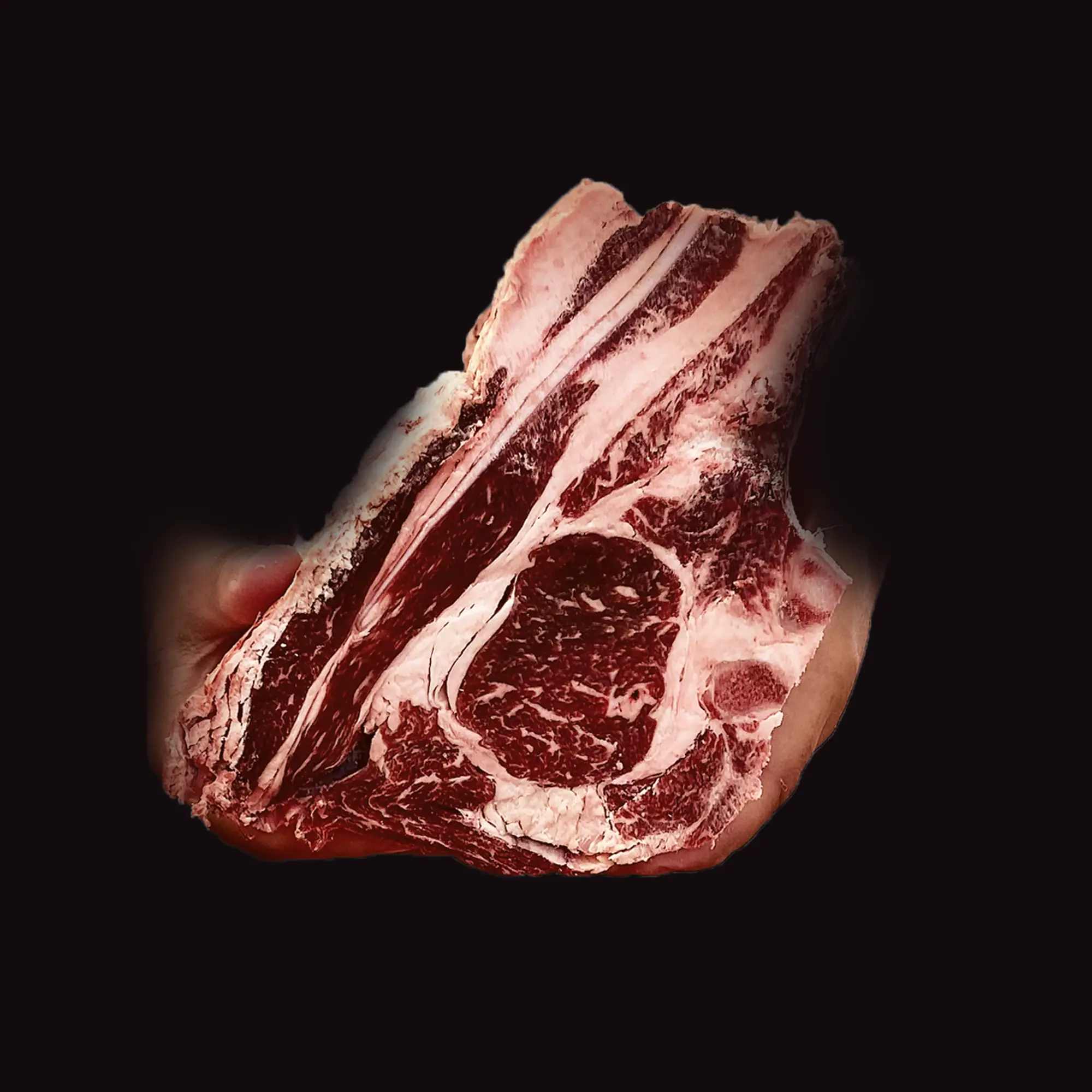 Race bovine Black Gold