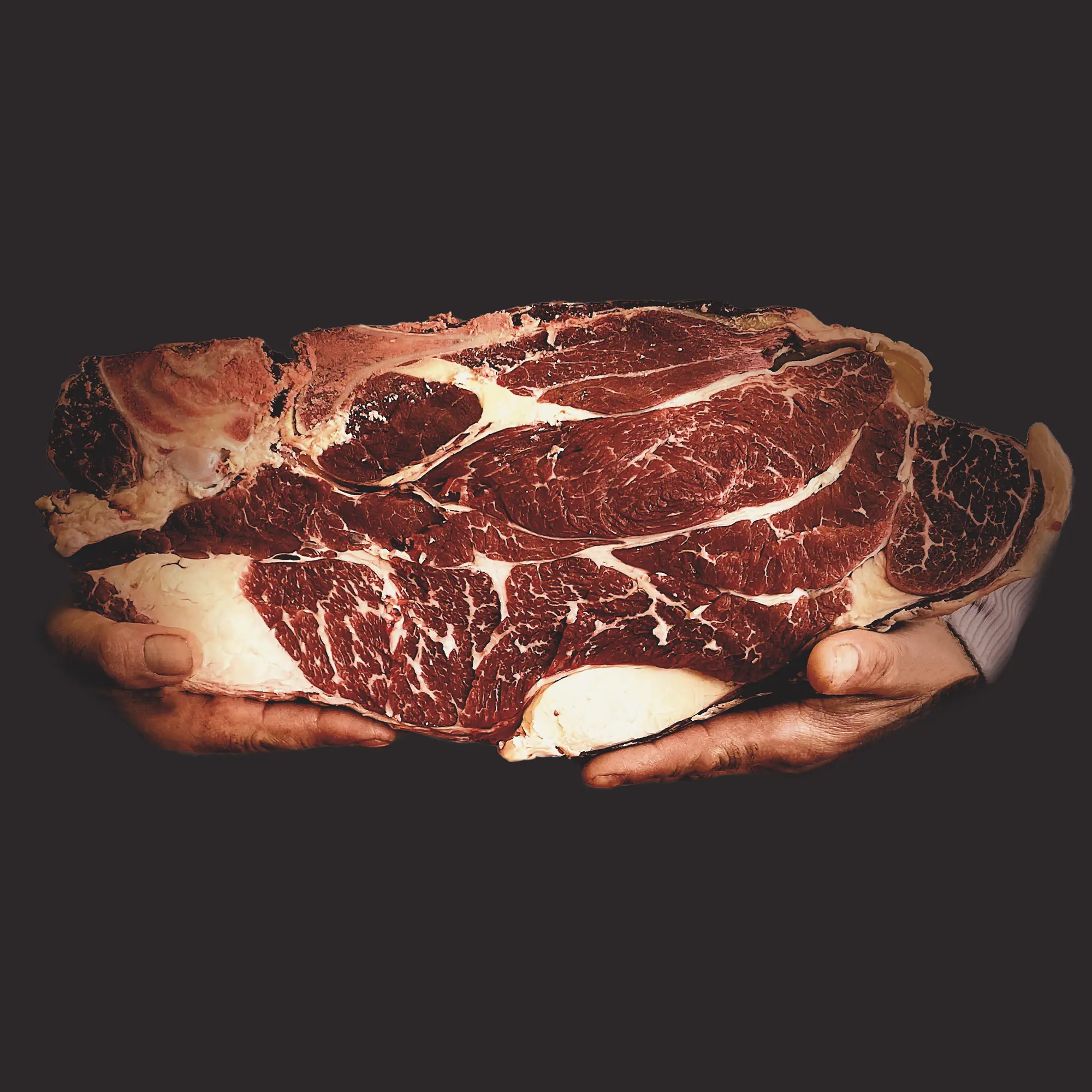 Race bovine Bœuf de Chalosse