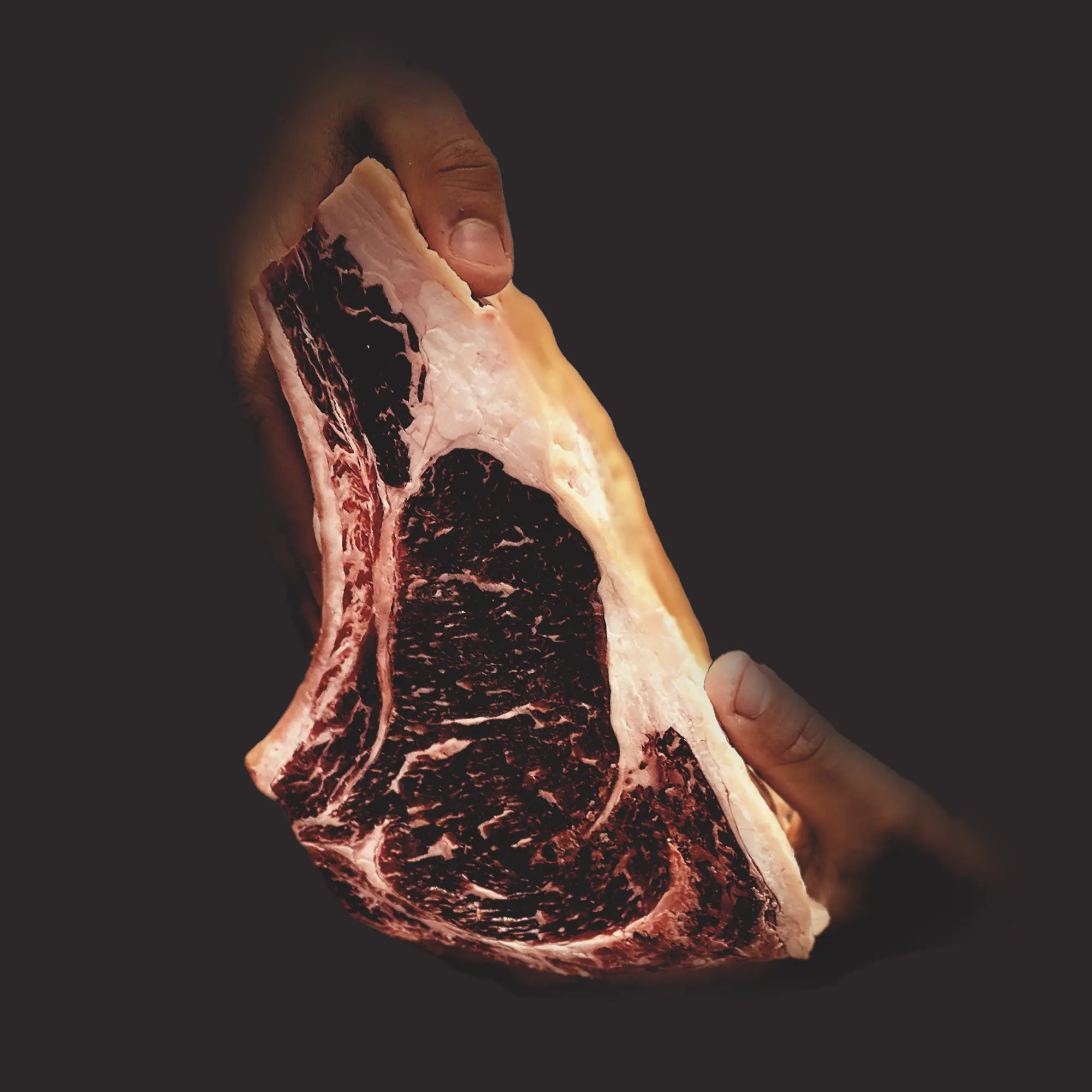 Race bovine Holstein