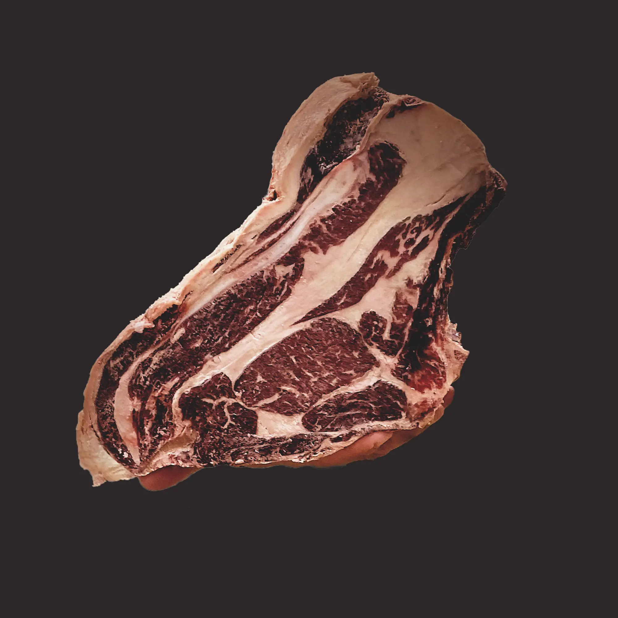 Race bovine Salers