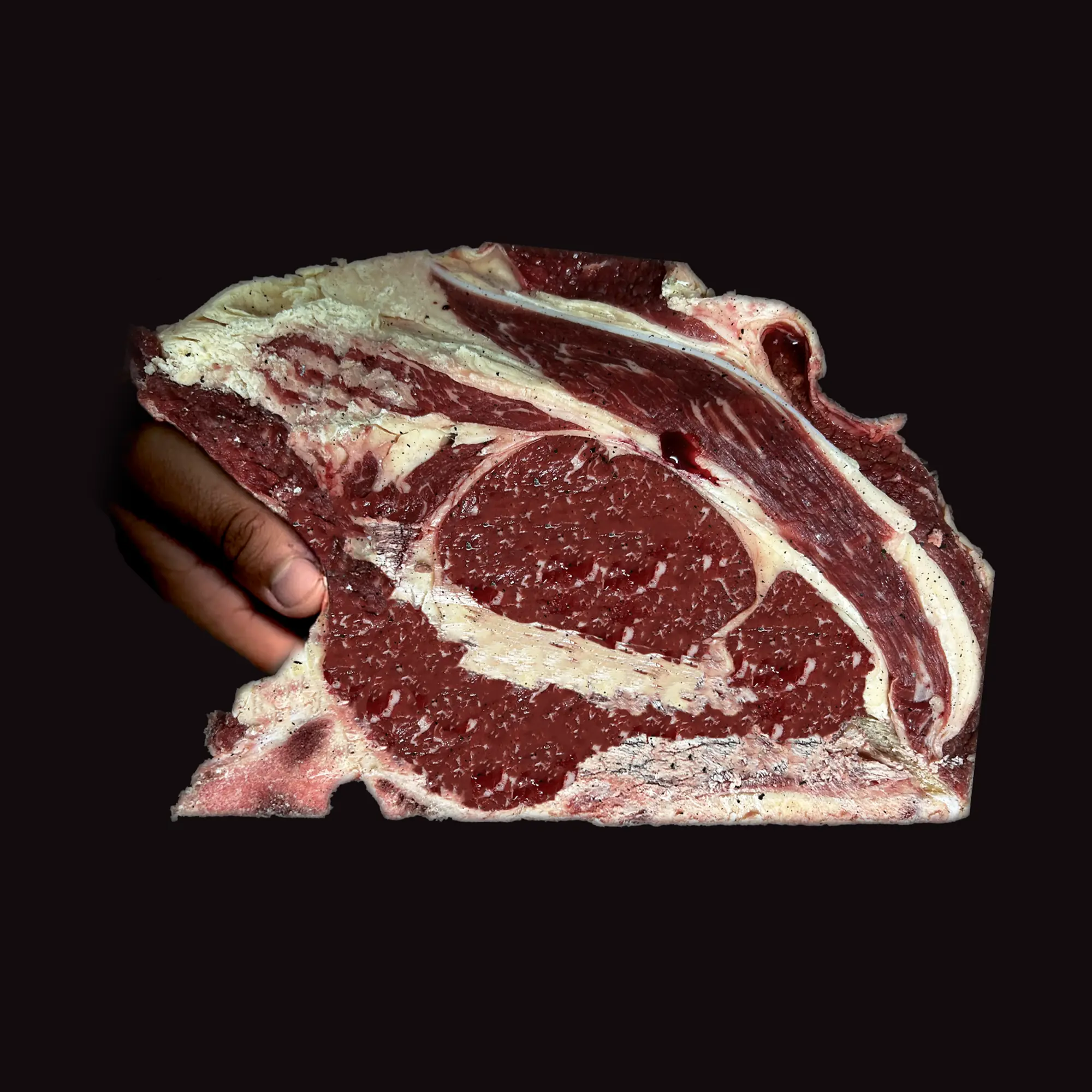 Race bovine Saosnoise