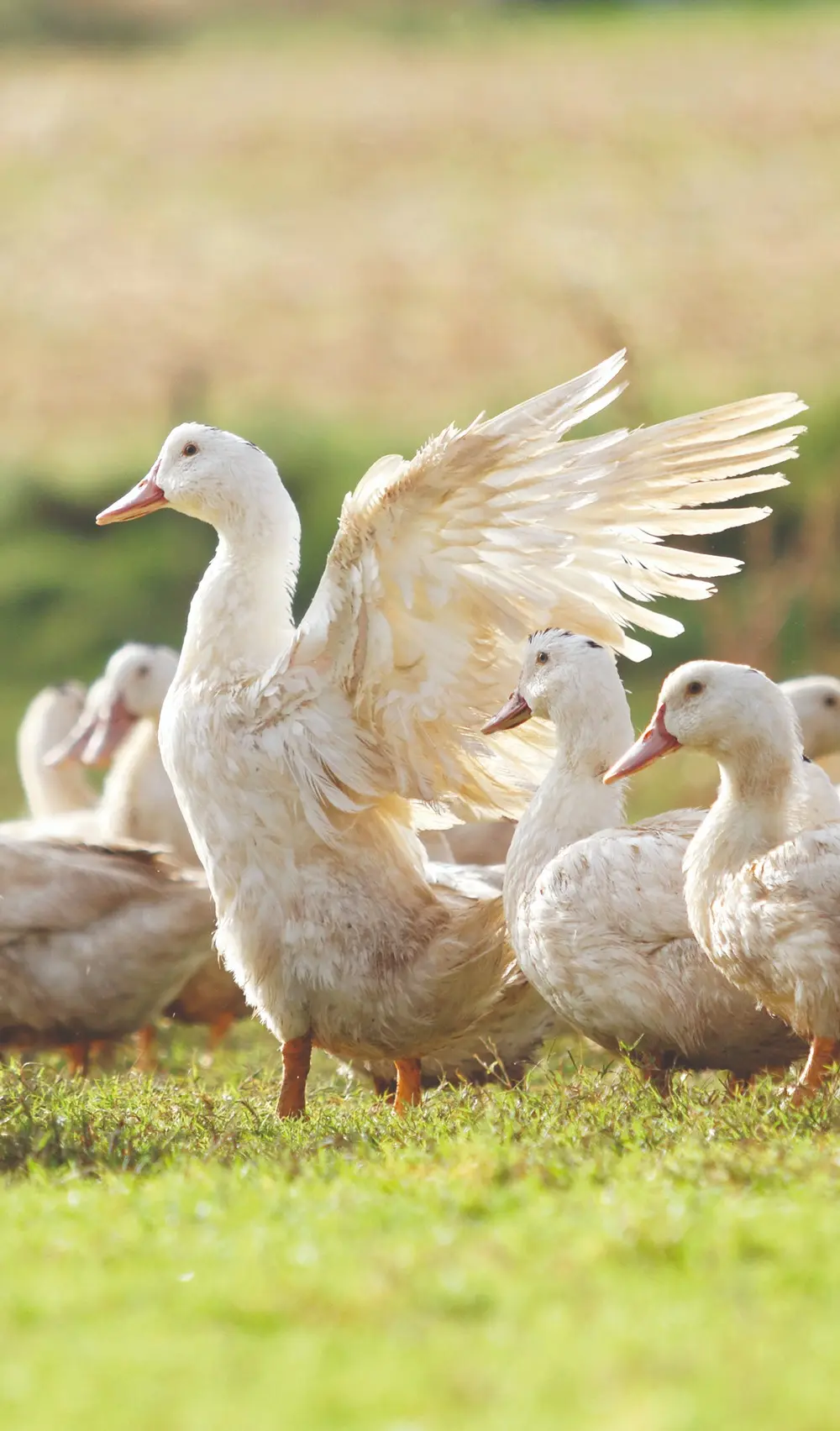 Canards en plein air · France