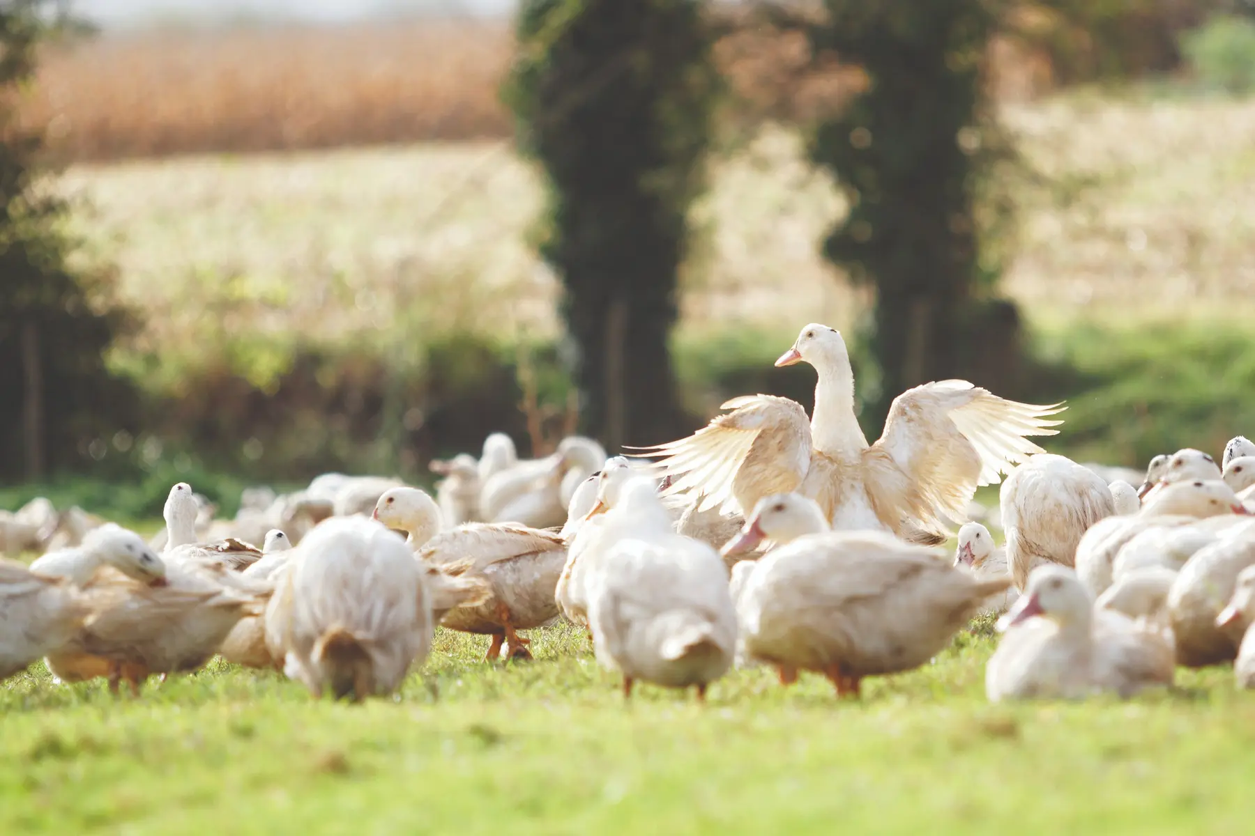 Élevage de canards en prairie · France