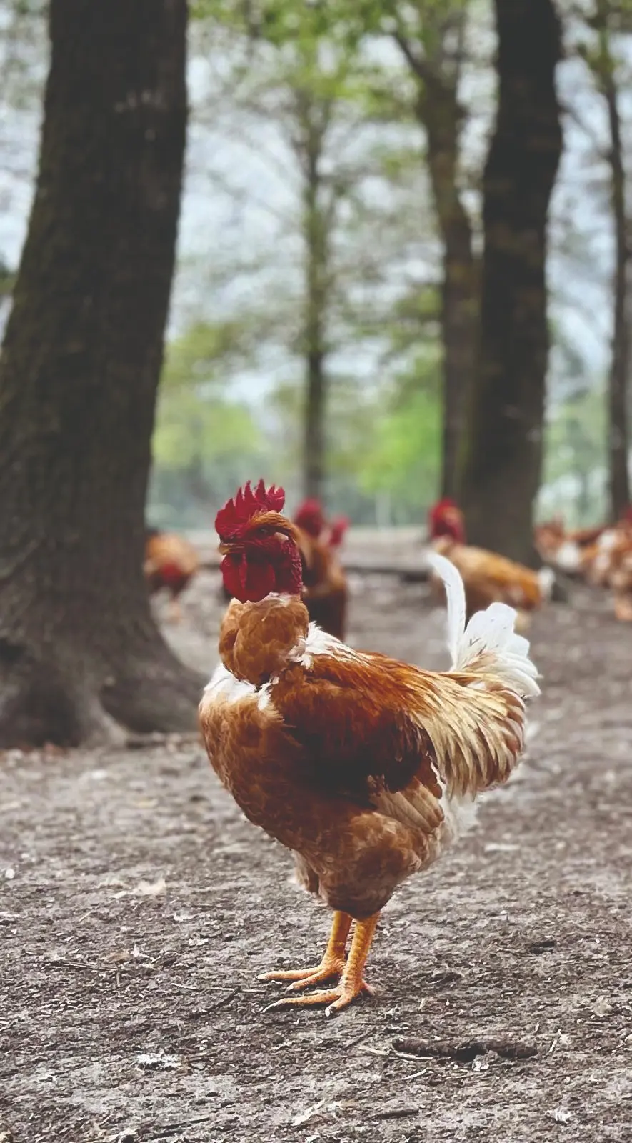 Coq fermier en plein air · France
