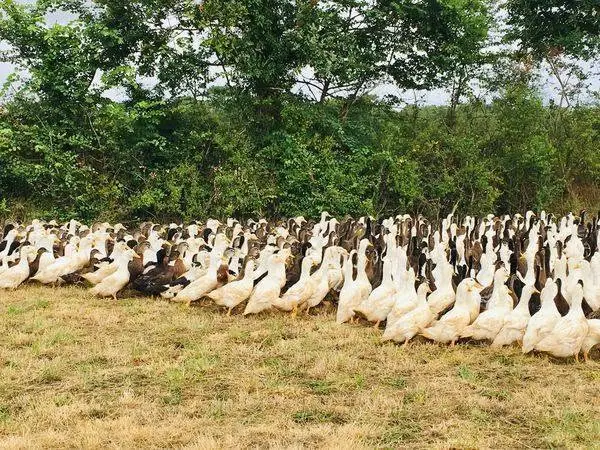 Canards élevés en plein air · France