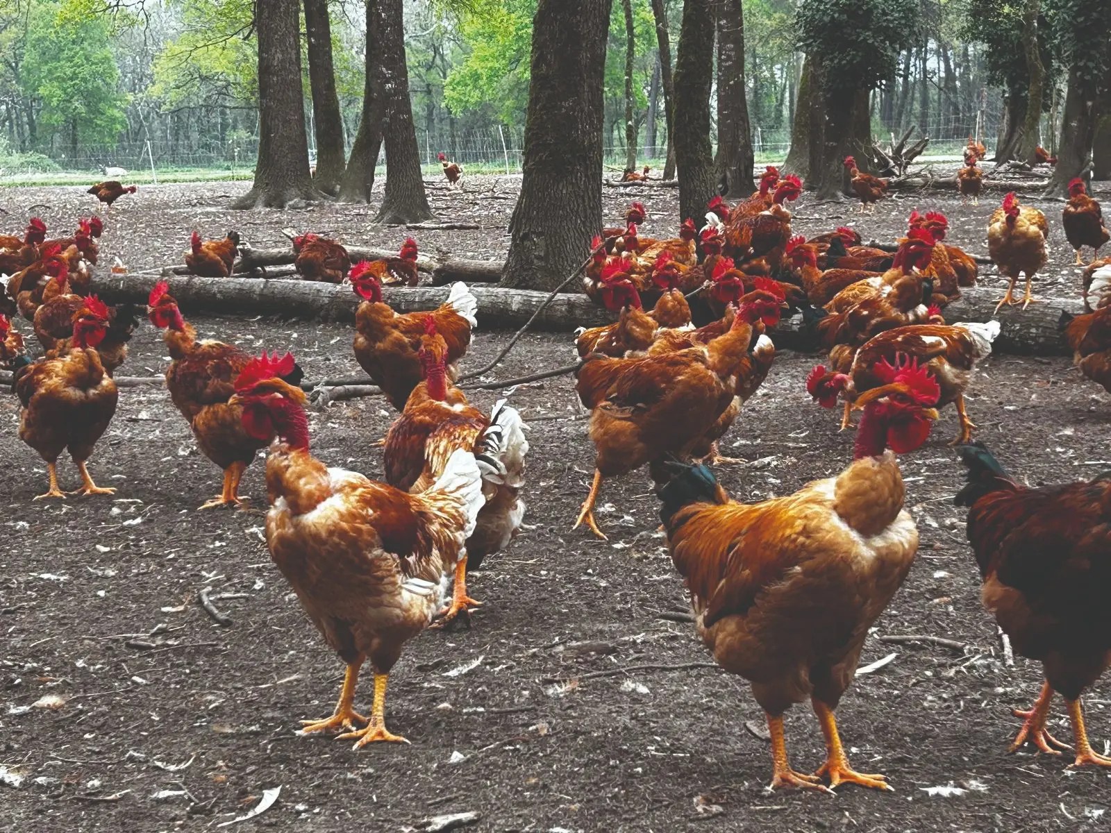 Poulets fermiers en sous-bois · Élevage français