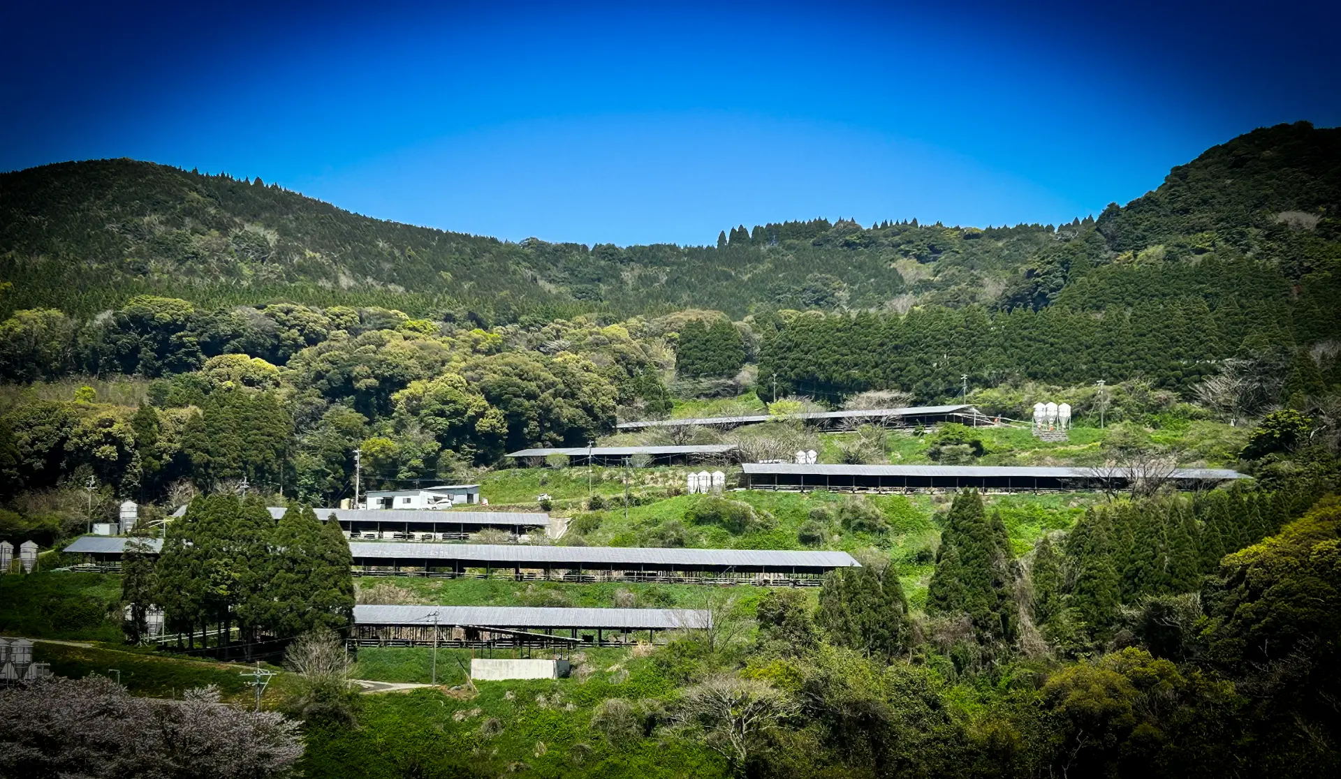 Ferme de Wagyu japonais · Un élevage inscrit dans le relief nippon